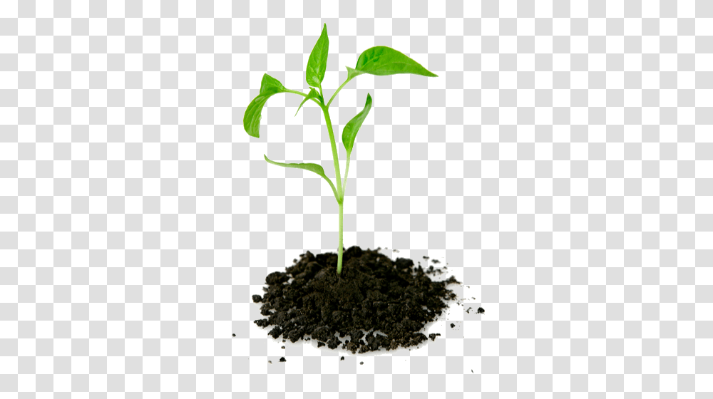 Growing Plant, Soil, Sprout, Leaf, Flower Transparent Png