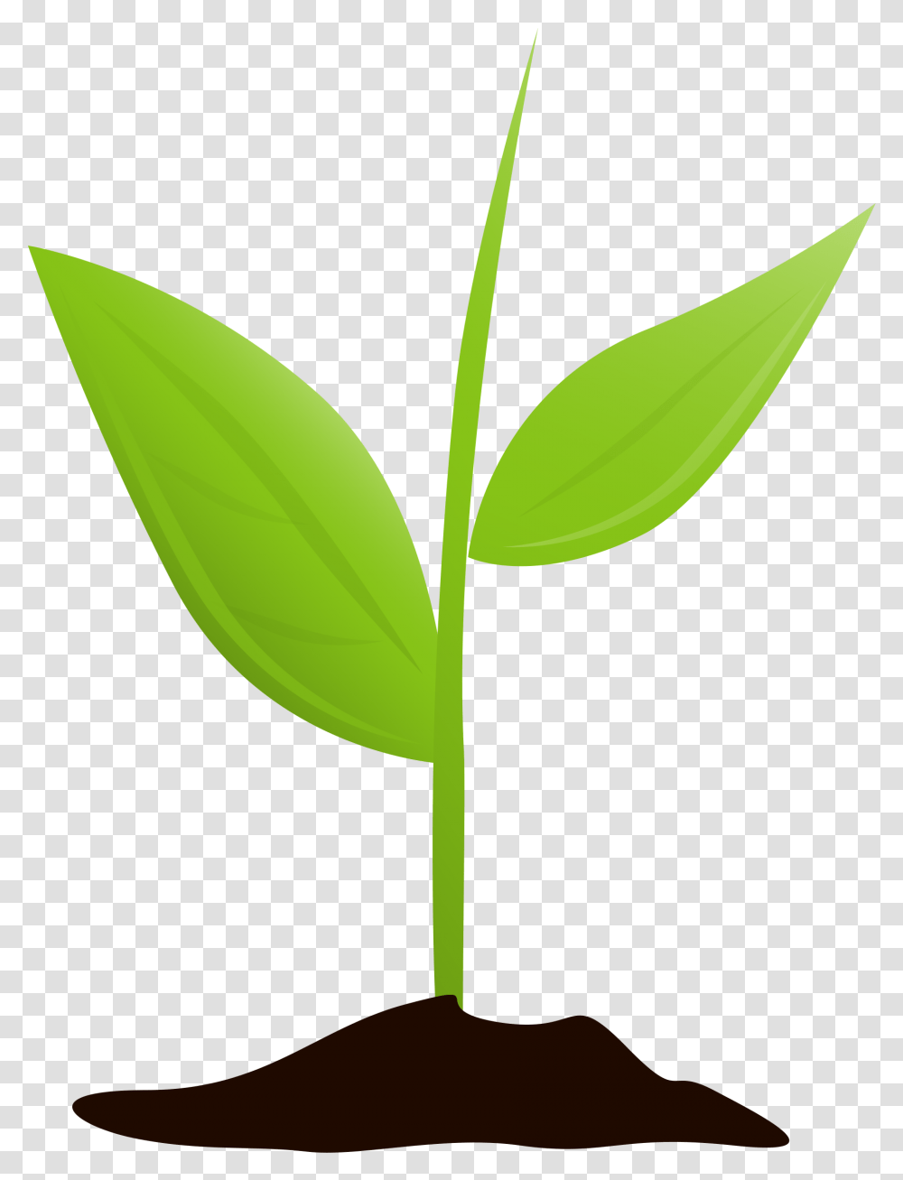 Growing Plant With No Background, Leaf, Bud, Sprout, Flower Transparent Png