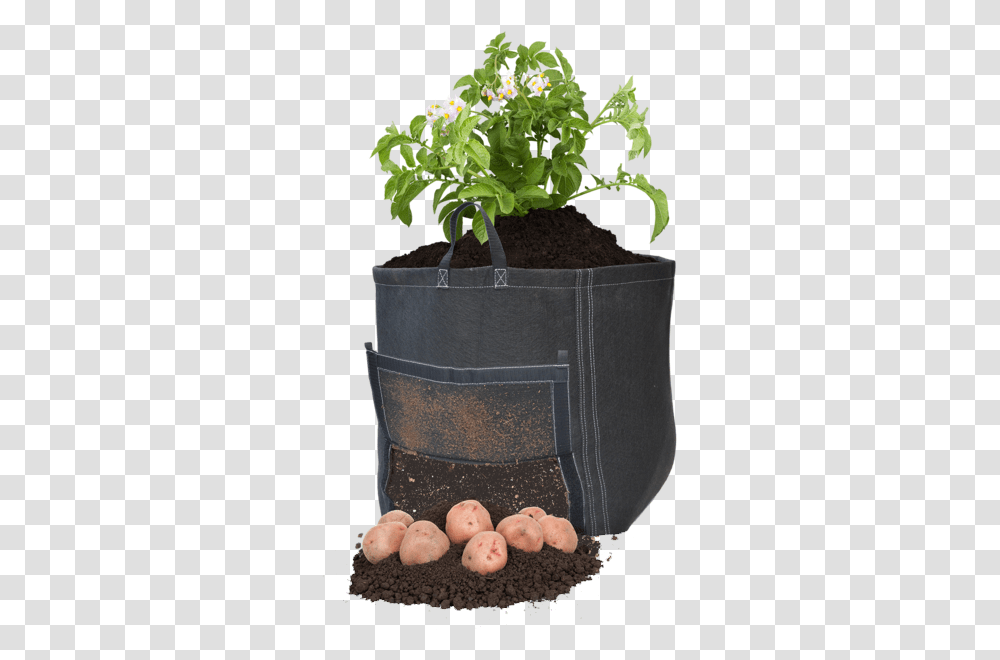 Growing Potato Plant, Tote Bag, Leaf, Tree, Potted Plant Transparent Png