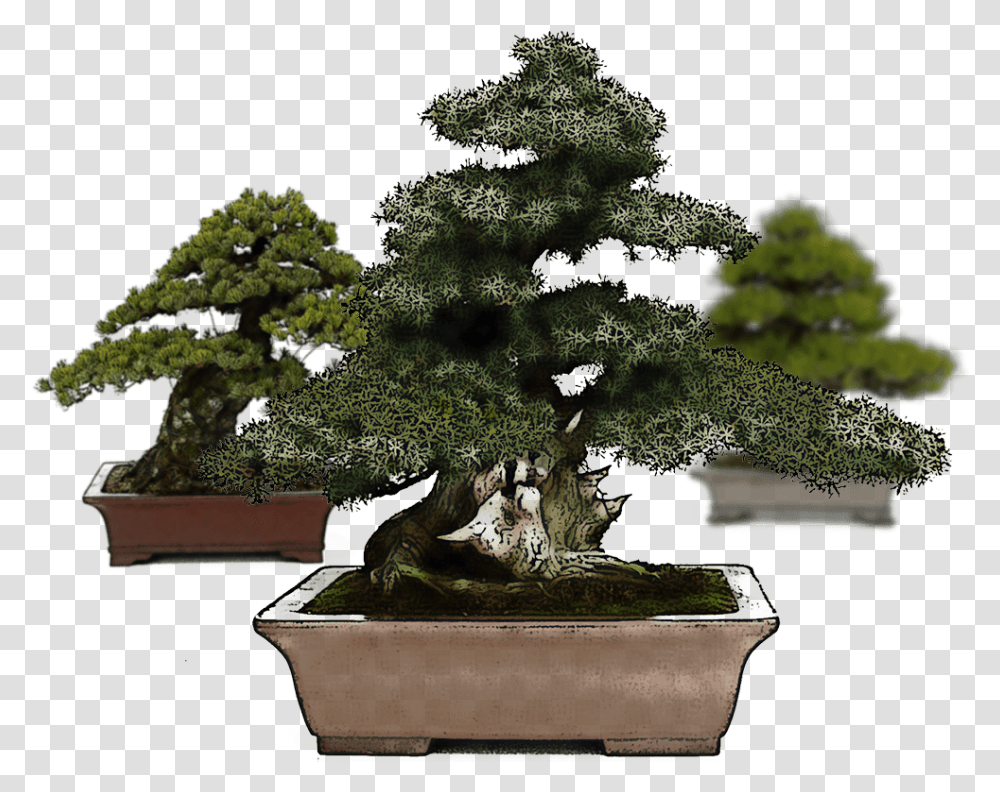 Growing Producing And Selling Bonsai Mistral Sageretia Theezans, Potted Plant, Vase, Jar, Pottery Transparent Png