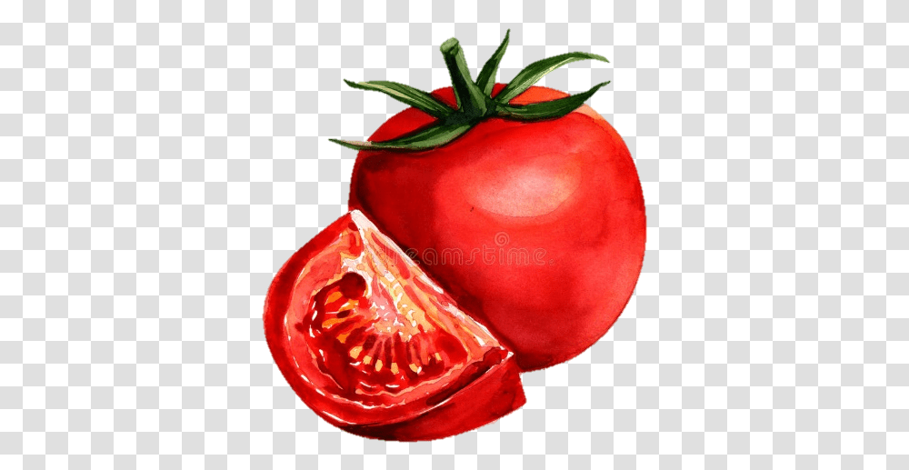 Growing Tomatoes Lackawanna County Library System Tomato Painting With Watercolor, Plant, Rose, Flower, Blossom Transparent Png