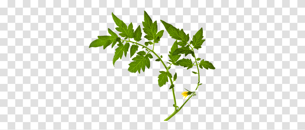 Growing Tomatoes, Vase, Jar, Pottery, Potted Plant Transparent Png