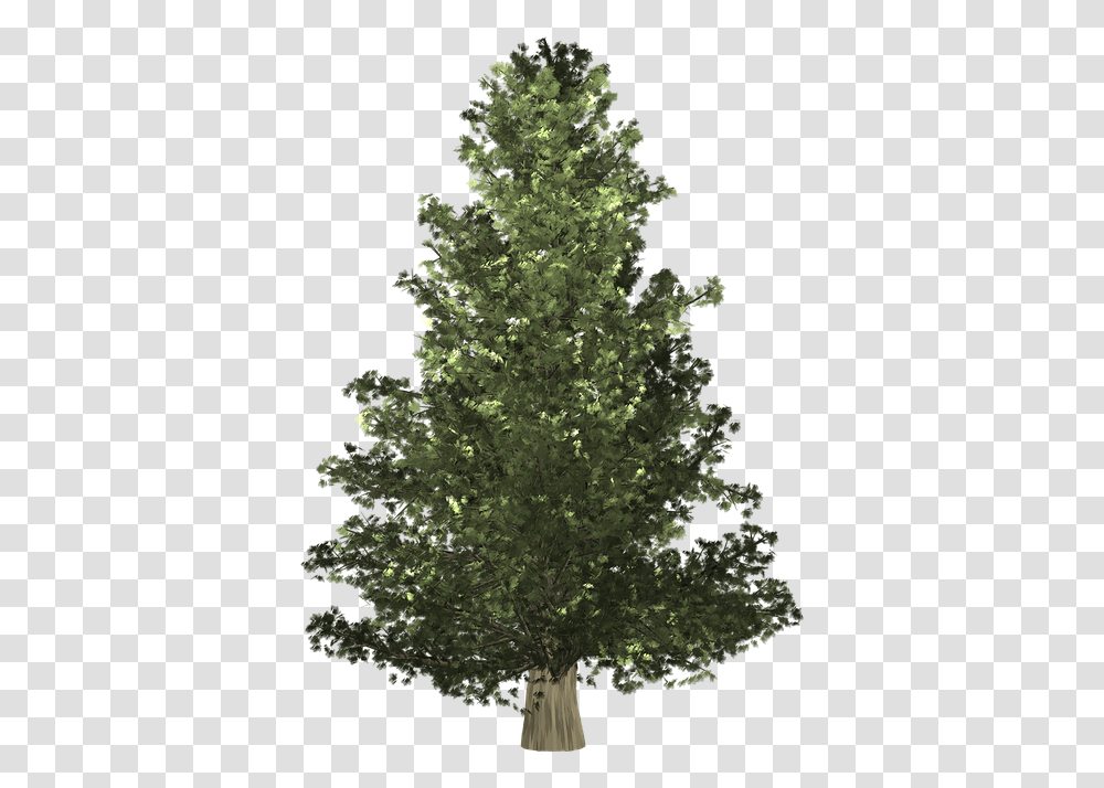 Growing Tree Christmas Arbor Christmas Day, Plant, Ornament, Fir, Abies Transparent Png
