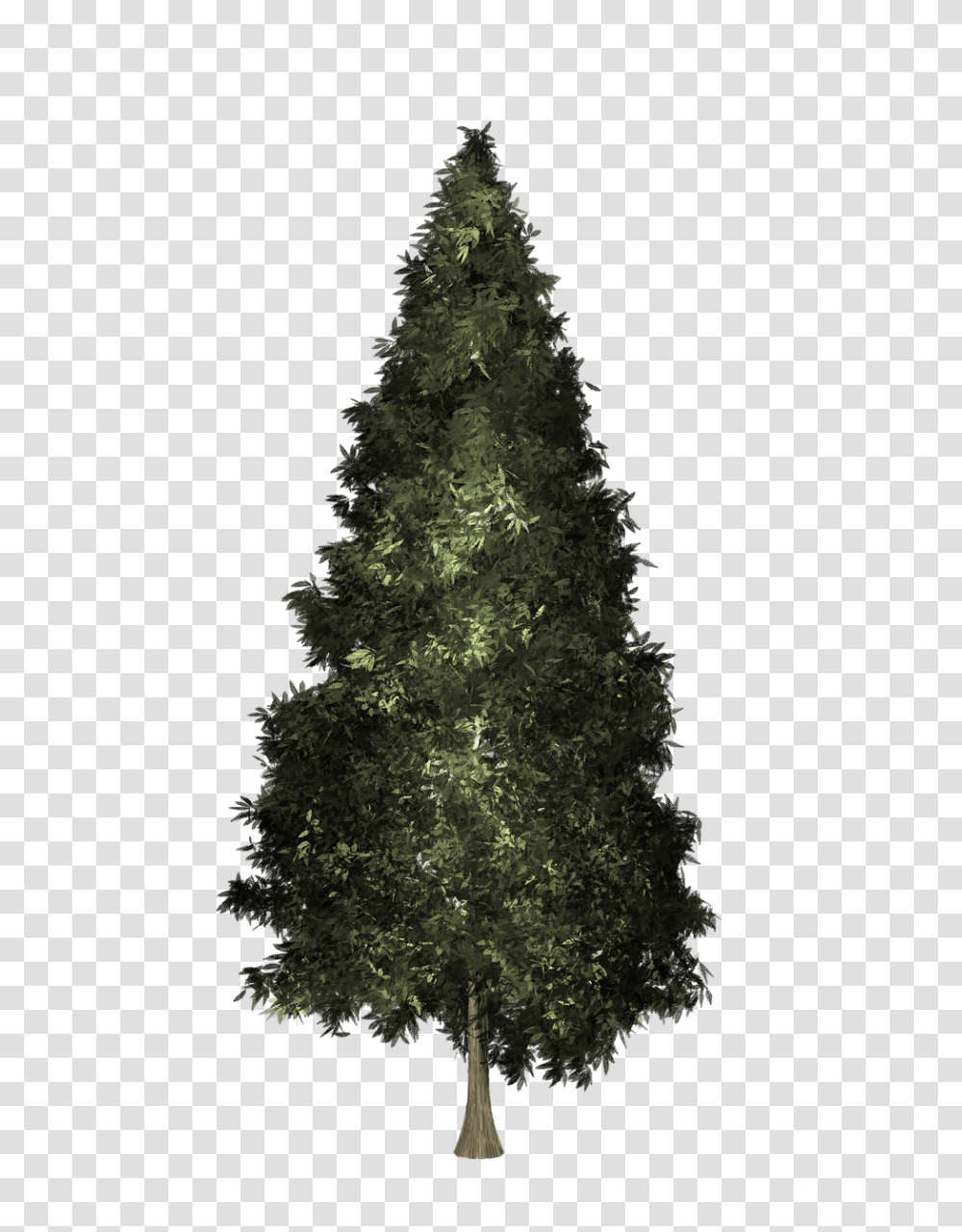 Growing Tree Christmas Free Image On Pixabay Fir Tree, Christmas Tree, Ornament, Plant, Pine Transparent Png