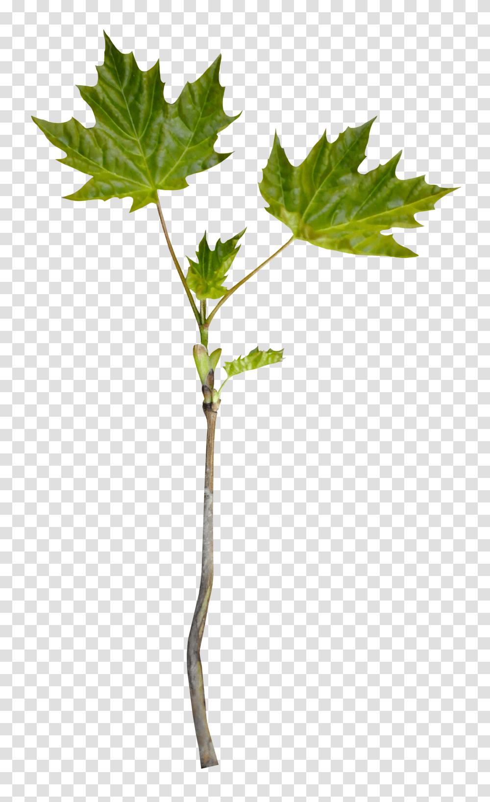 Growth Action Plan, Leaf, Plant, Tree, Palm Tree Transparent Png
