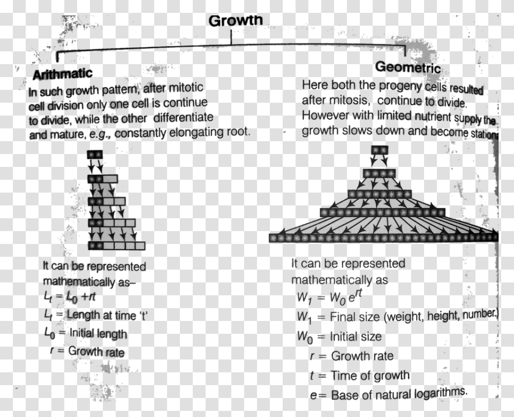 Growth Rate And Types Of Growth Rate In Plants Geometric Growth In Plants, Word, Outdoors, Nature Transparent Png