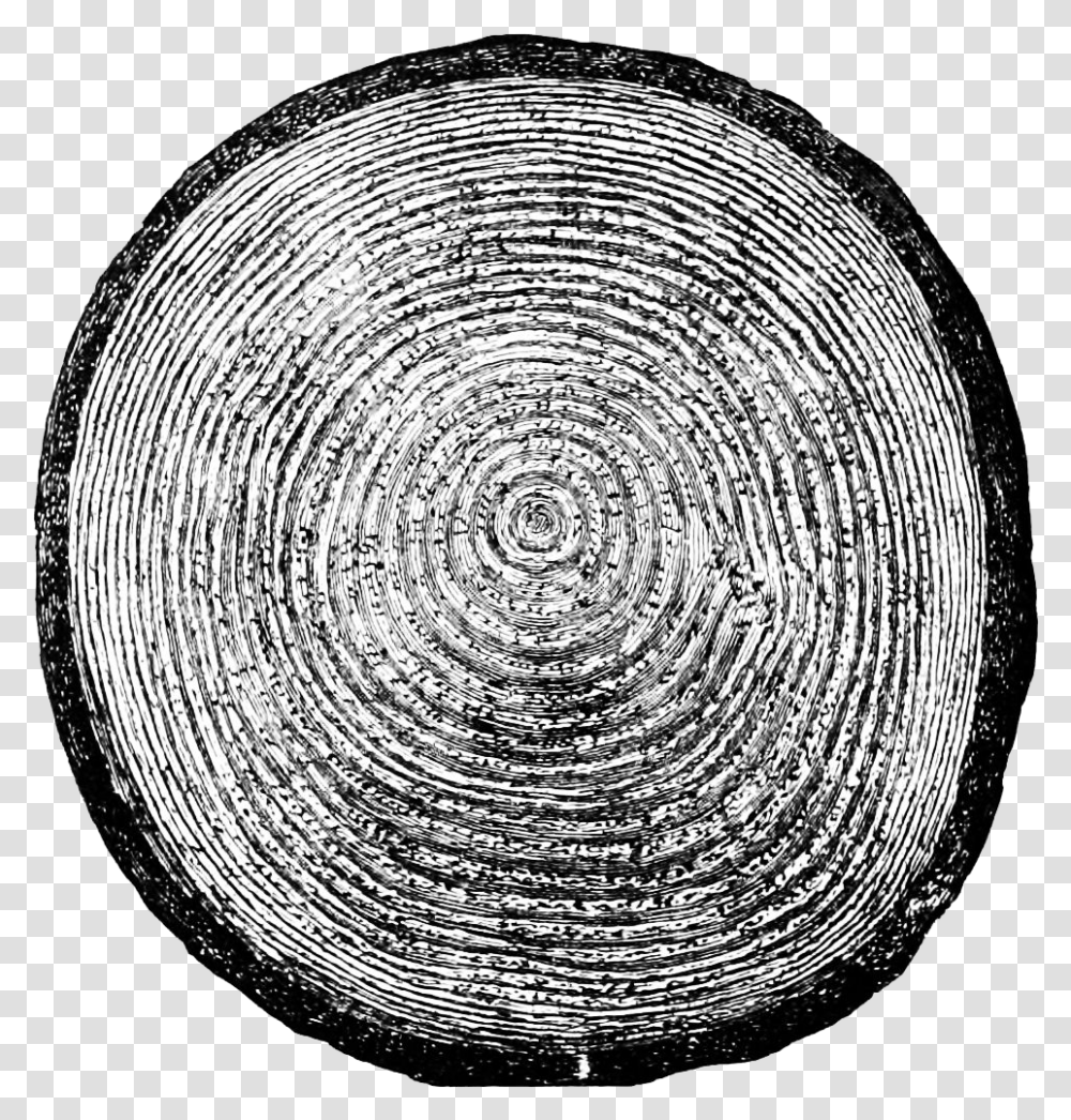 Growth Rings, Rug, Spiral, Coil Transparent Png