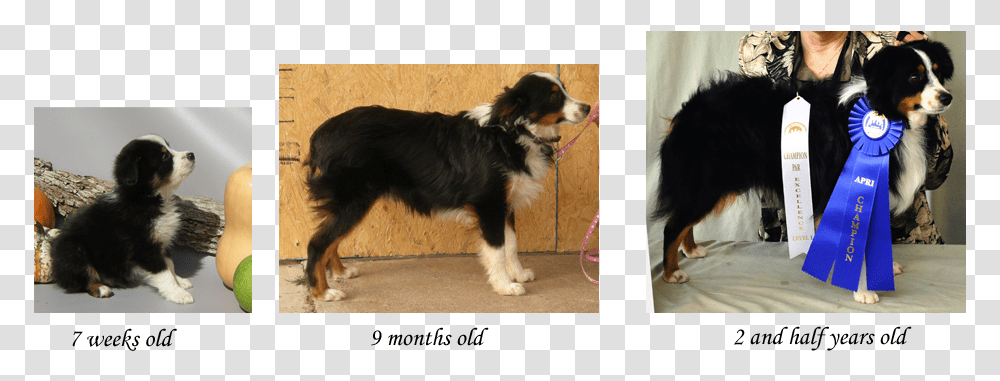 Growth Stages Of The Toy Aussie Mini Australian Shepherd Growth, Dog, Pet, Canine, Animal Transparent Png