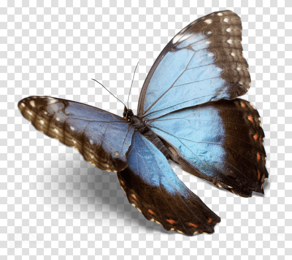 Gru, Insect, Invertebrate, Animal, Butterfly Transparent Png