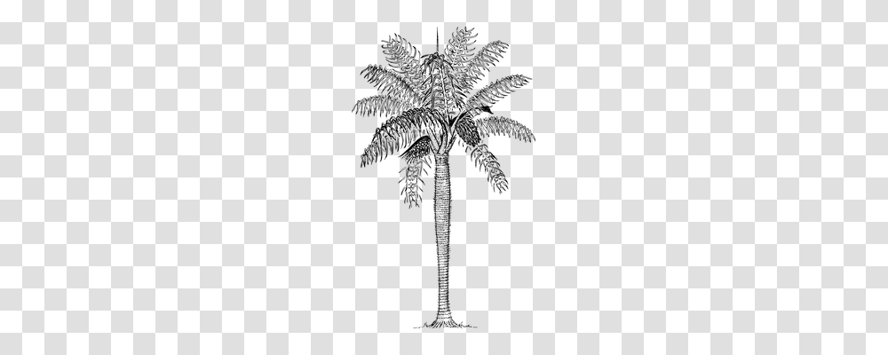 Grugru Palm Nature, Gray, World Of Warcraft Transparent Png