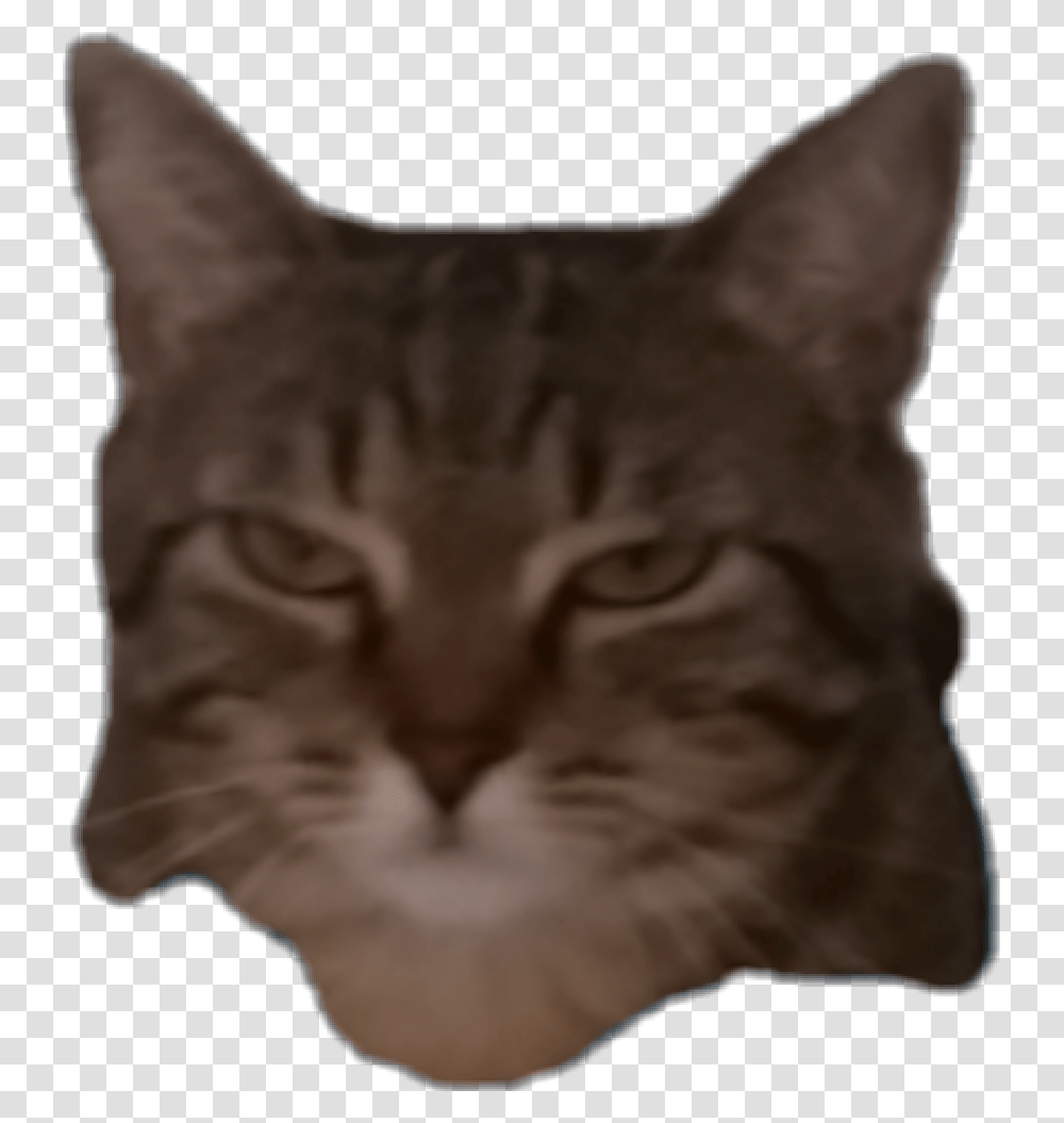 Grumpy Cat Face Domestic Short Haired Cat, Pet, Mammal, Animal, Abyssinian Transparent Png