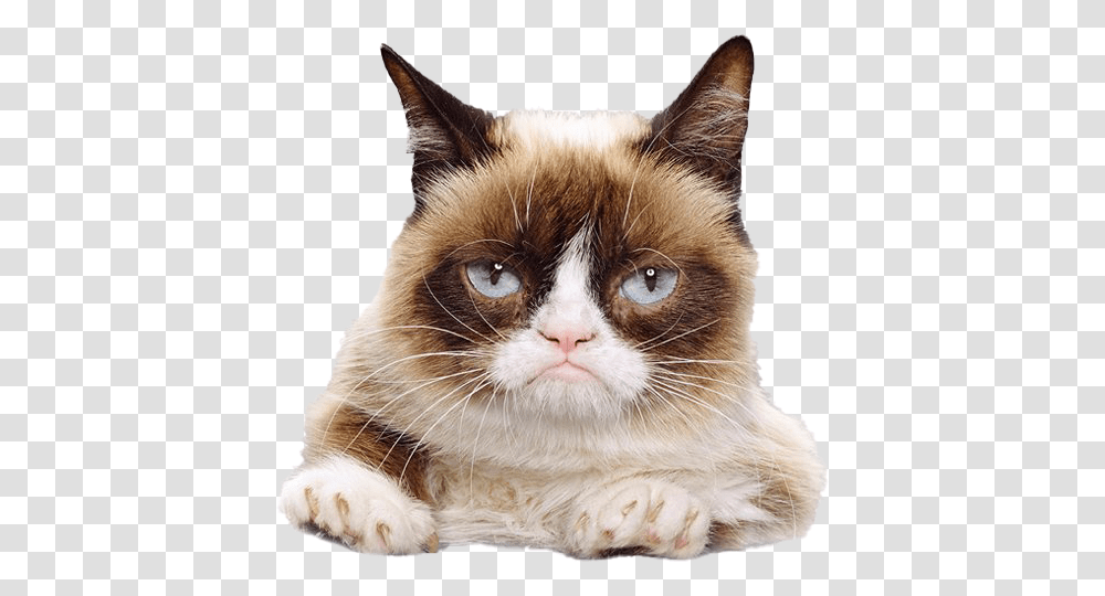 Grumpy Cat Face File Grumpy Cat Calendar 2020, Pet, Mammal, Animal, Manx Transparent Png