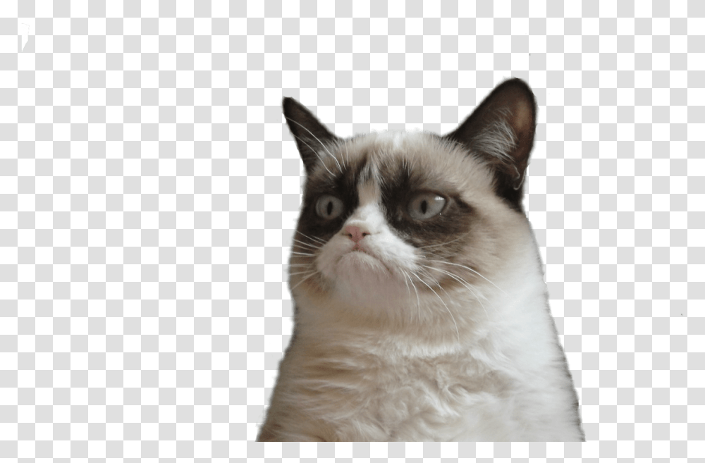 Grumpy Cat Face Vector Freeuse Techflourish Collections You're Going To Miss Me Meme, Pet, Mammal, Animal, Siamese Transparent Png