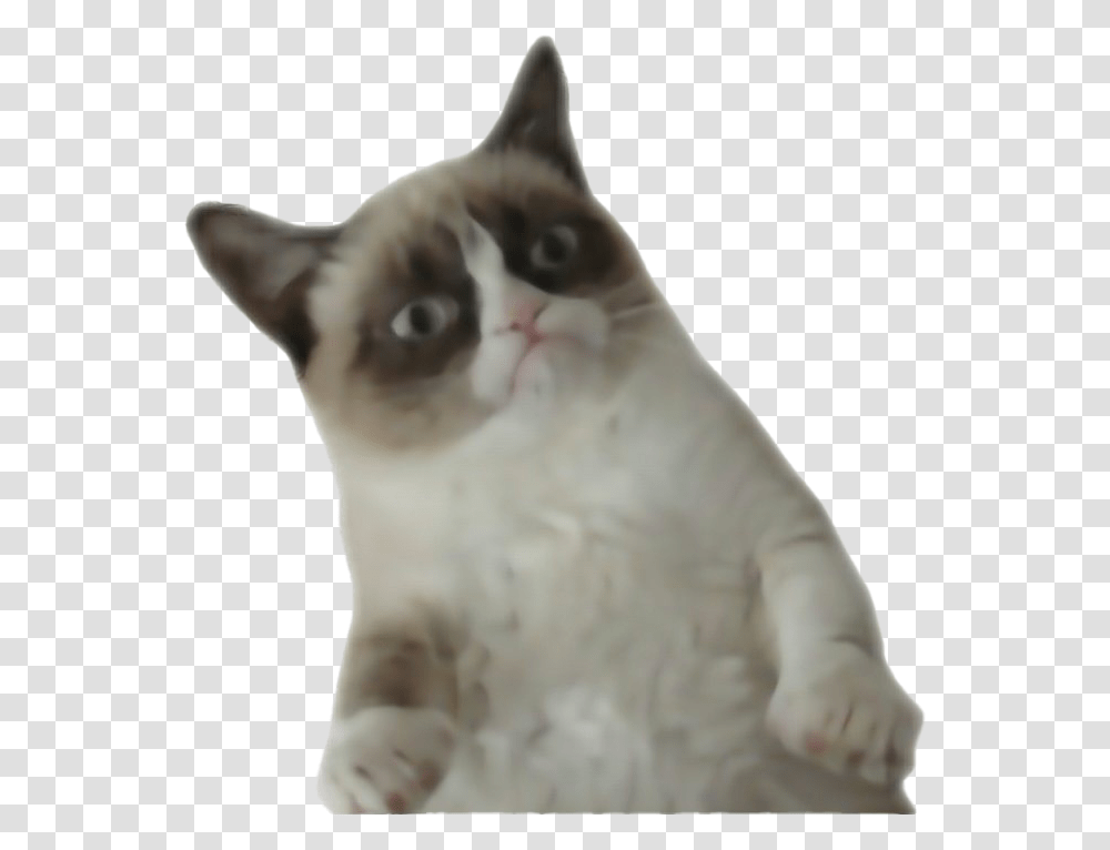 Grumpy Cat File Grumpy Cat Background, Pet, Animal, Mammal, Siamese Transparent Png