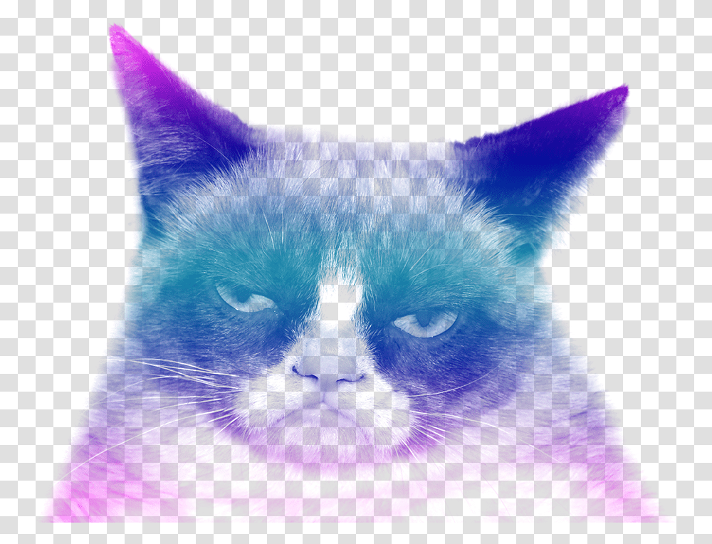 Grumpy Cat Funny Stop It Memes, Lighting, Purple Transparent Png
