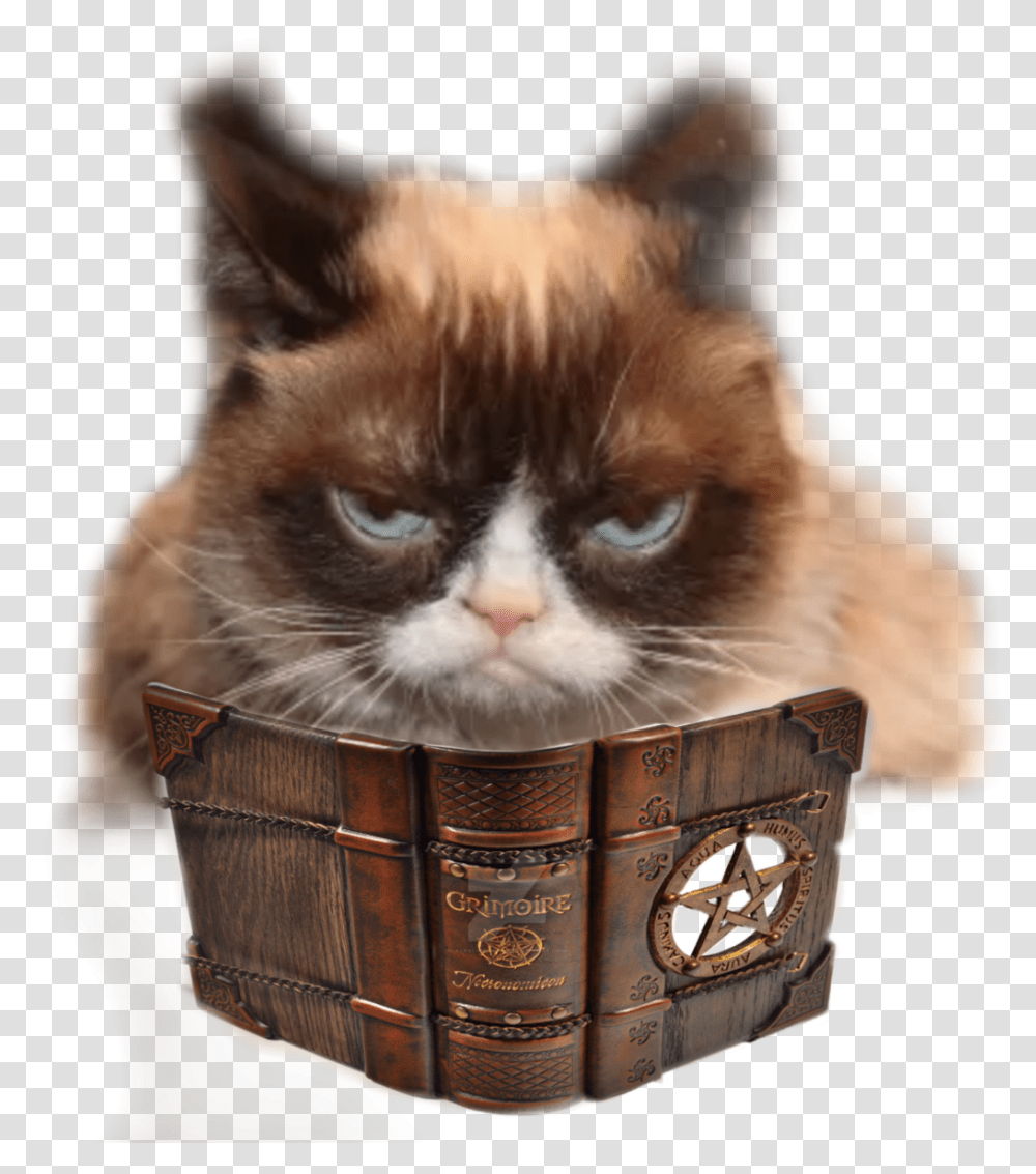 Grumpy Cat Grumpy Cat Memes, Pet, Animal, Mammal, Manx Transparent Png