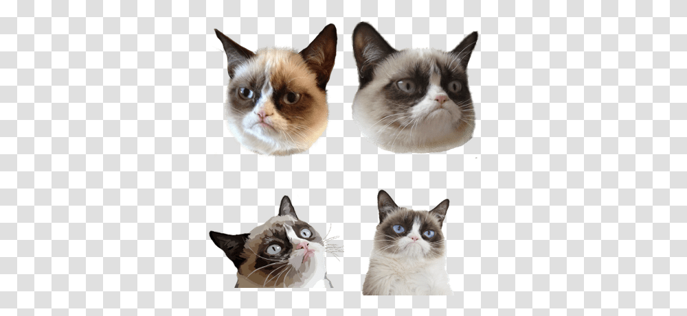 Grumpy Cat Images Stickpng Cat Head, Pet, Mammal, Animal, Siamese Transparent Png