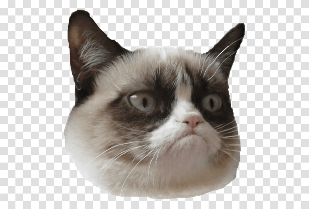 Grumpy Cat Is Grumpy Grumpy Cat And Stan Lee, Pet, Mammal, Animal, Siamese Transparent Png