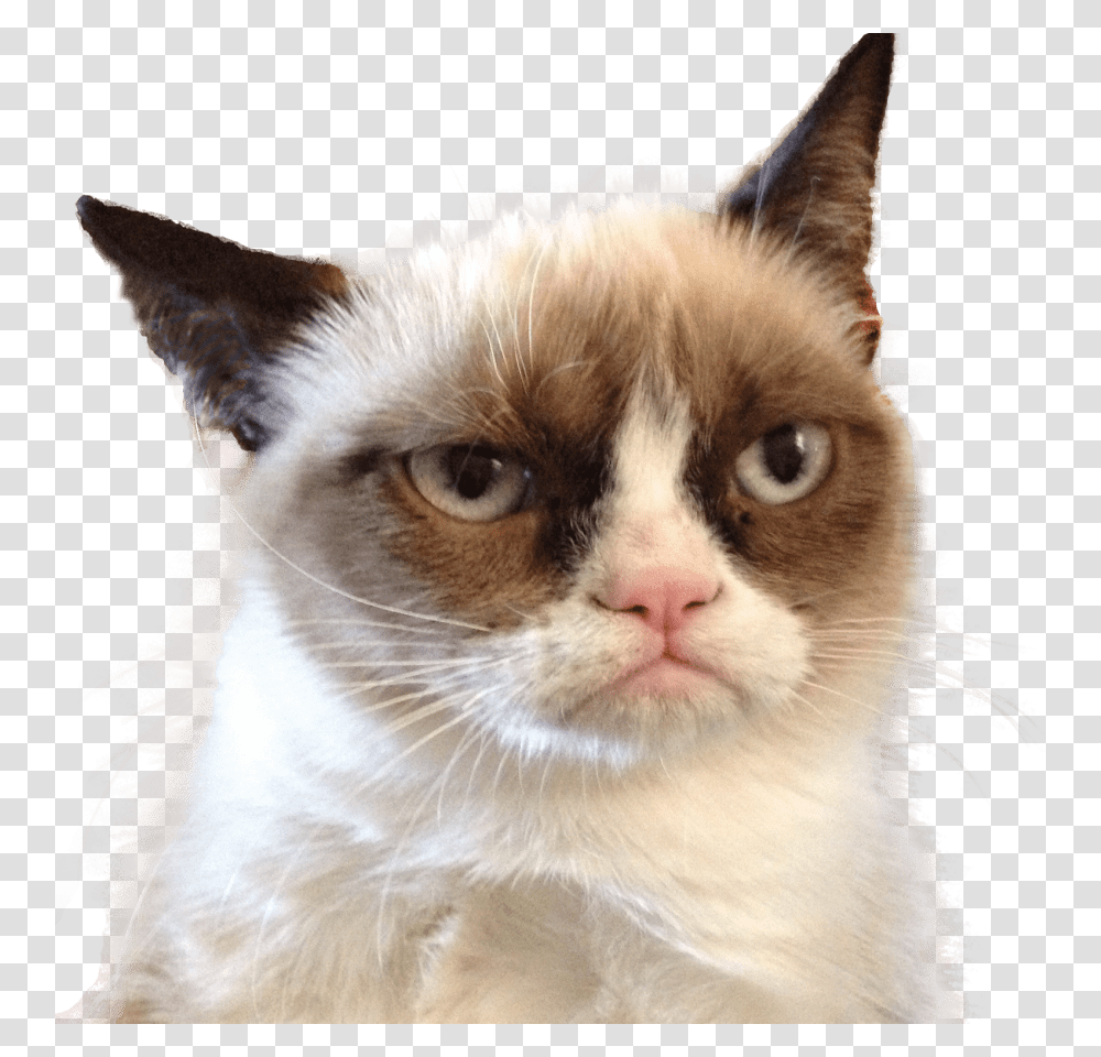 Grumpy Cat Looking Right Data Entry Meme Funny, Pet, Mammal, Animal, Manx Transparent Png