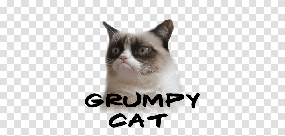 Grumpy Cat, Pet, Mammal, Animal, Siamese Transparent Png