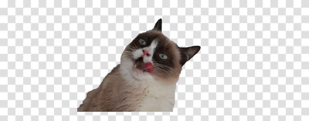Grumpy Cat Tongue Ugly Cat With Background, Pet, Mammal, Animal, Mouth Transparent Png
