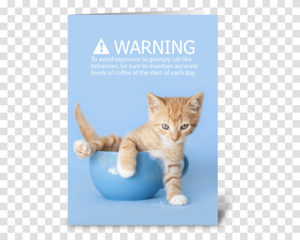 Grumpy Coffee Kitten Lol Greeting Card Kitten, Cat, Pet, Mammal, Animal Transparent Png