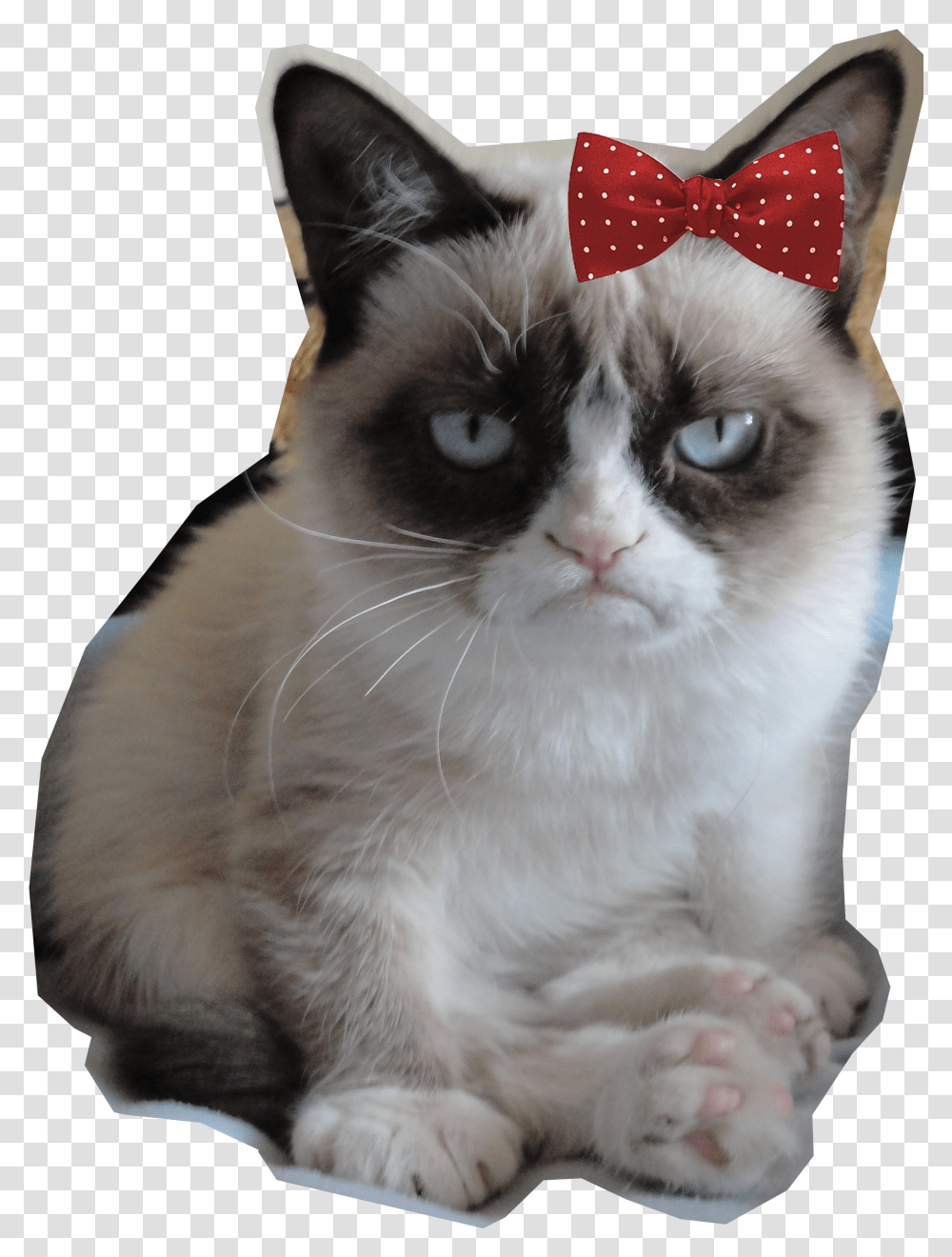 Grumpy Grumpy Cat Is My Spirit Animal, Pet, Mammal, Siamese, Tie Transparent Png