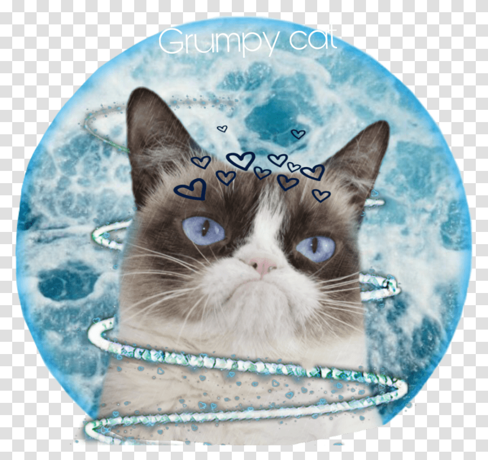 Grumpycat Grumpy Cat Weloveyou Goodbye Sad Depressing Grumpy Cat Bobs Skechers, Pet, Mammal, Animal, Manx Transparent Png