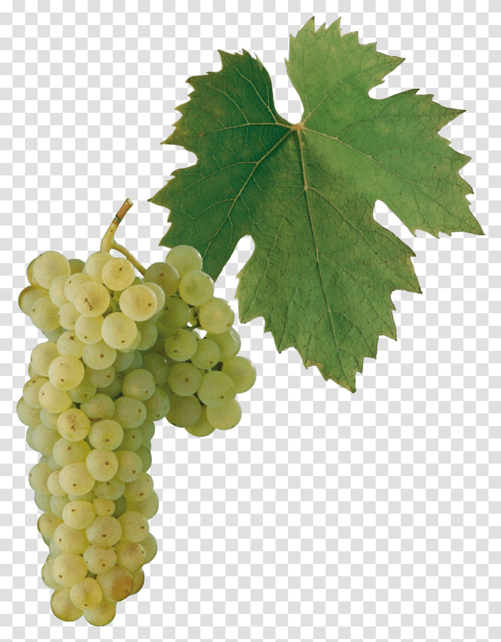 Gruner Veltliner Grape, Plant, Grapes, Fruit, Food Transparent Png