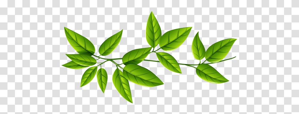 Grupo De Hojas Transparente, Leaf, Plant, Green, Vase Transparent Png