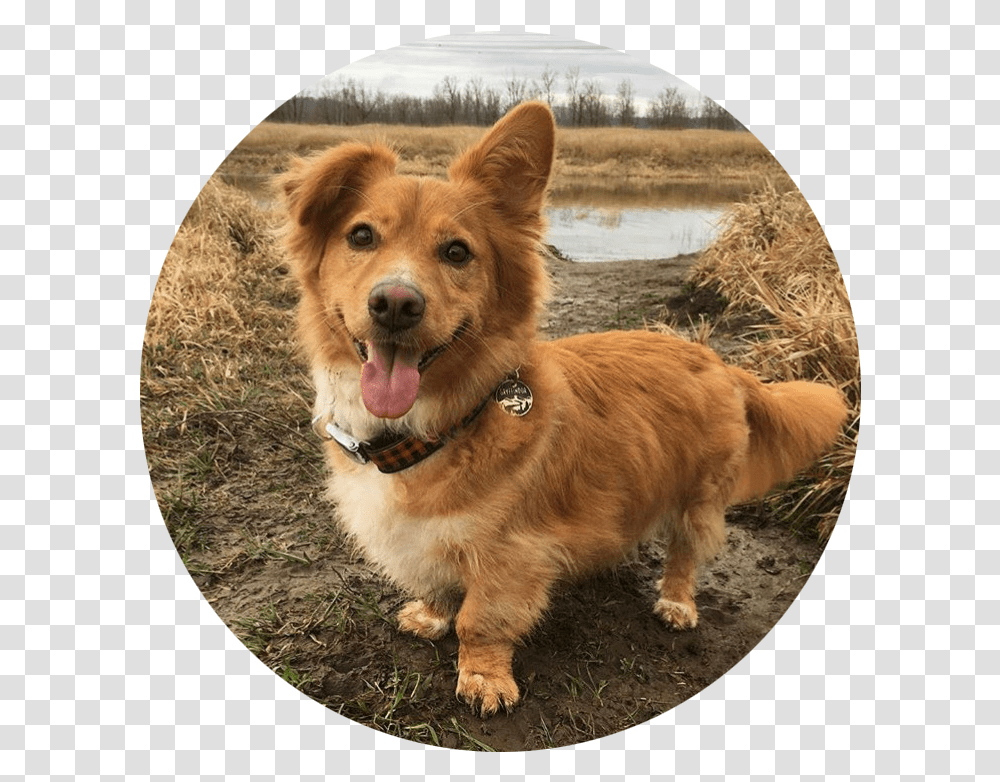 Gryffin Dog Catches Something, Pet, Canine, Animal, Mammal Transparent Png