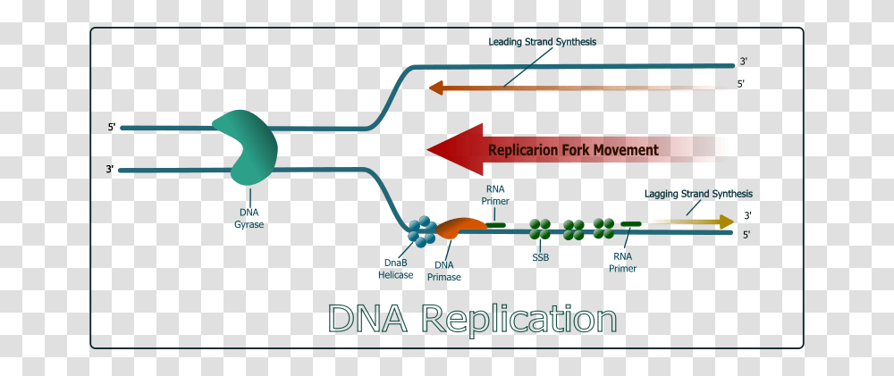 GS DNA Replication, Technology, Nature, Outdoors Transparent Png