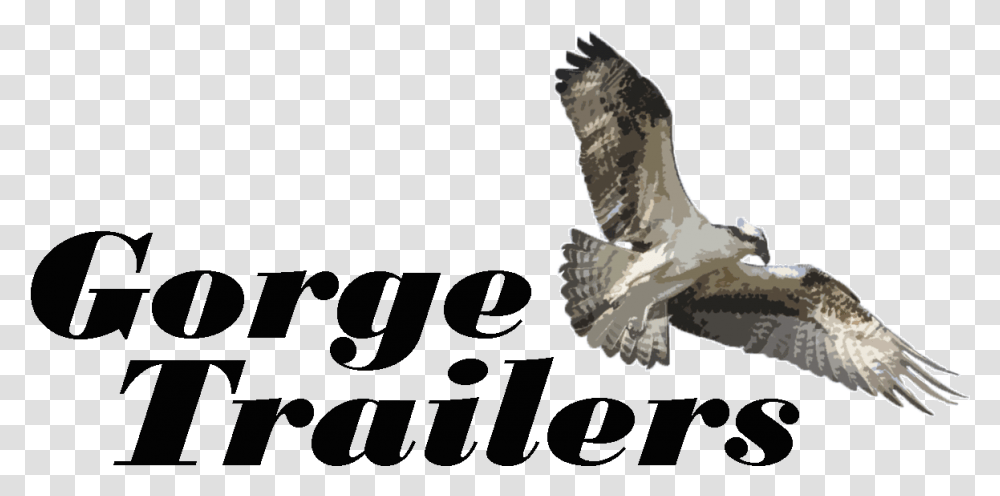 Gt Logoonline - Cars - The Dalles Eagle, Animal, Bird, Accipiter, Buzzard Transparent Png