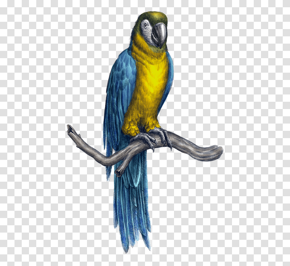 Guacamaya Macaw, Bird, Animal, Jay, Waterfowl Transparent Png