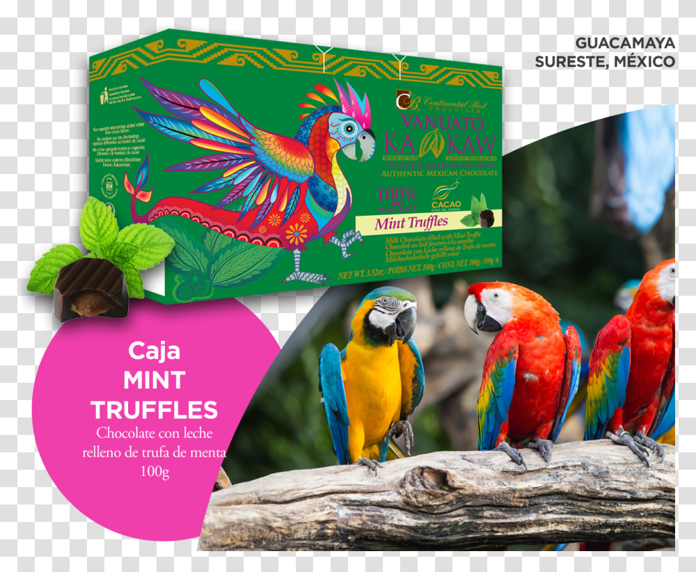 Guacamaya Macaw, Bird, Animal, Parrot, Poster Transparent Png
