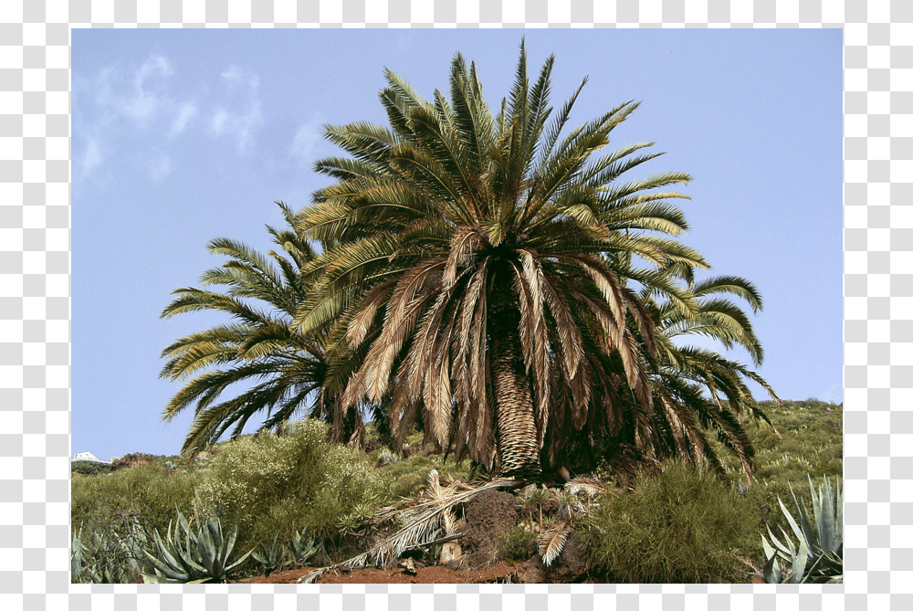 Guarapo Phoenix Canariensis, Plant, Palm Tree, Summer, Agavaceae Transparent Png