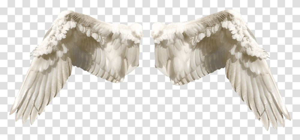 Guardian Angel Wings, Bird, Animal, Swan Transparent Png