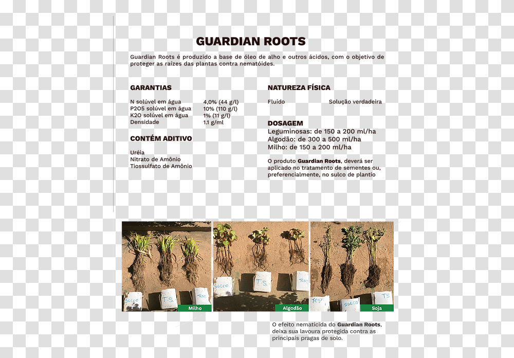 Guardian Roots Fertibean Palm Tree, Plant, Advertisement, Poster, Text Transparent Png