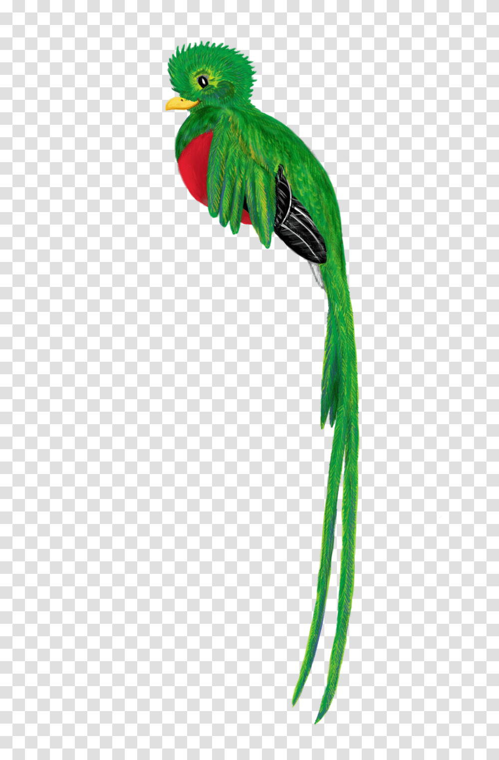 Guatemala Animals Clip Art, Bird, Macaw, Parrot Transparent Png