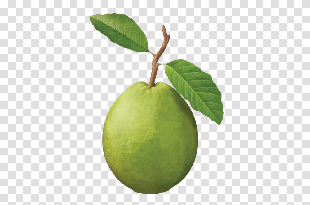 Guava, Fruit, Plant, Annonaceae, Tree Transparent Png