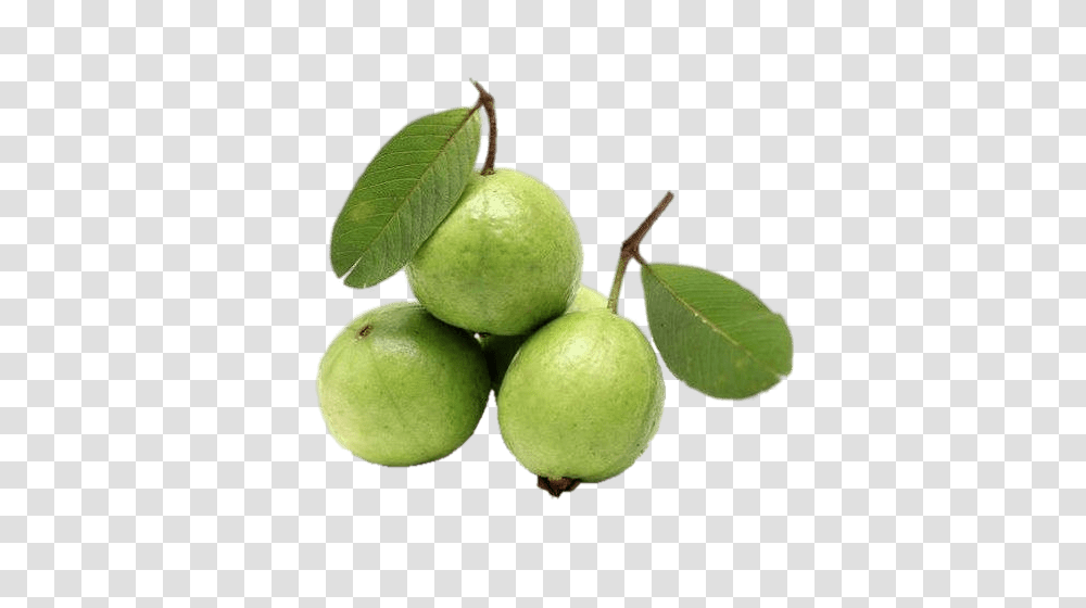 Guava, Fruit, Plant, Food, Annonaceae Transparent Png