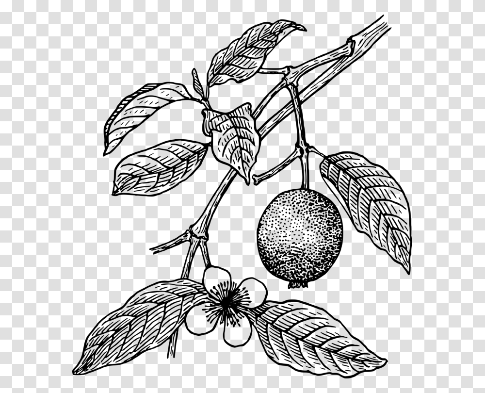 Guava Juice Drawing Tropical Fruit Guava Plant Clipart Black And White, Gray, World Of Warcraft Transparent Png