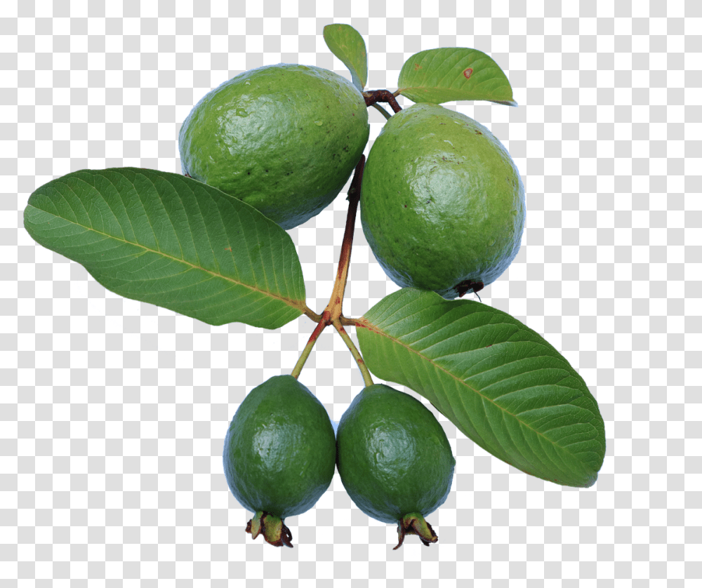 Guavaleafjambu Bijigreenguava Pngfree Pictures Feijoa Tree, Citrus Fruit, Plant, Food, Lime Transparent Png
