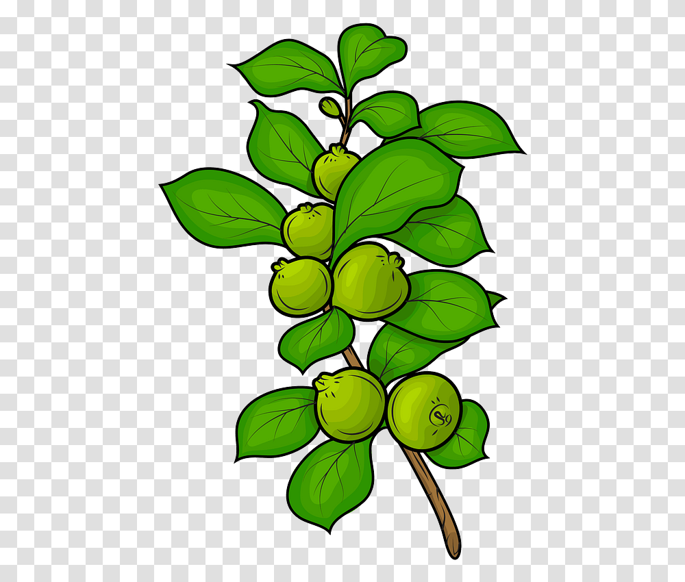 Guavas Clipart Clipart Clip Art Guava Tree, Plant, Leaf, Fruit, Food Transparent Png