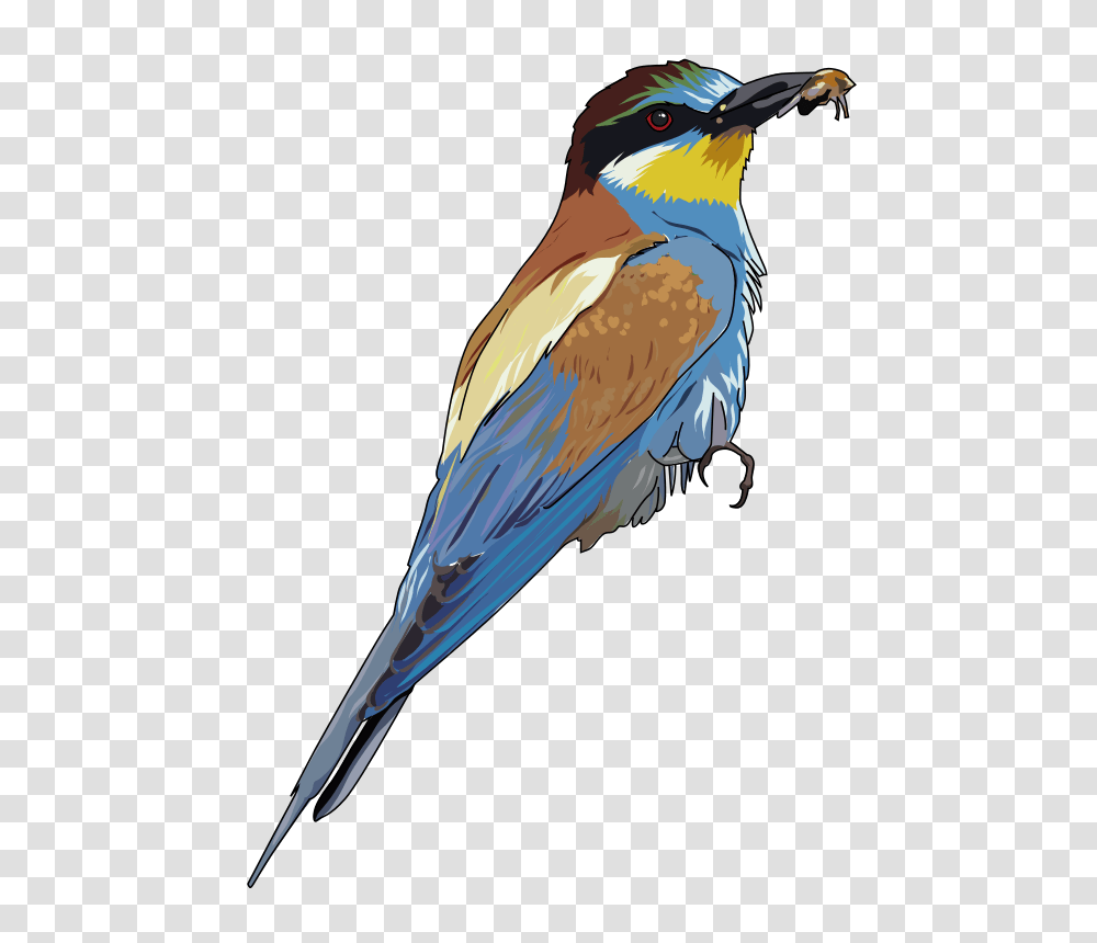 Guepier, Nature, Bird, Animal, Jay Transparent Png