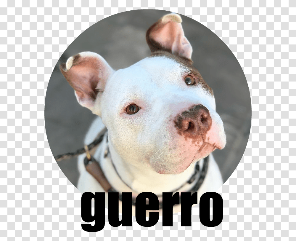 Guerro Dogo Argentino, Pitbull, Bulldog, Pet, Canine Transparent Png
