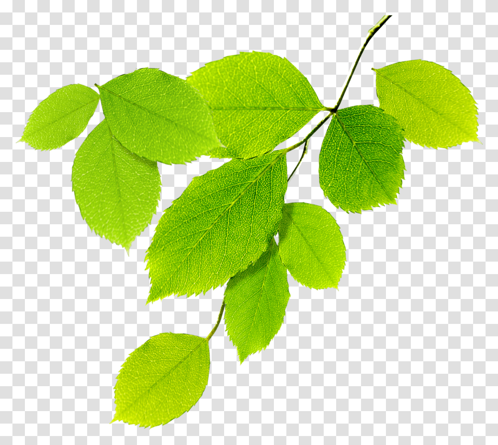 Guias De Hojas Verdes Natural Leaves, Leaf, Plant, Green, Veins Transparent Png