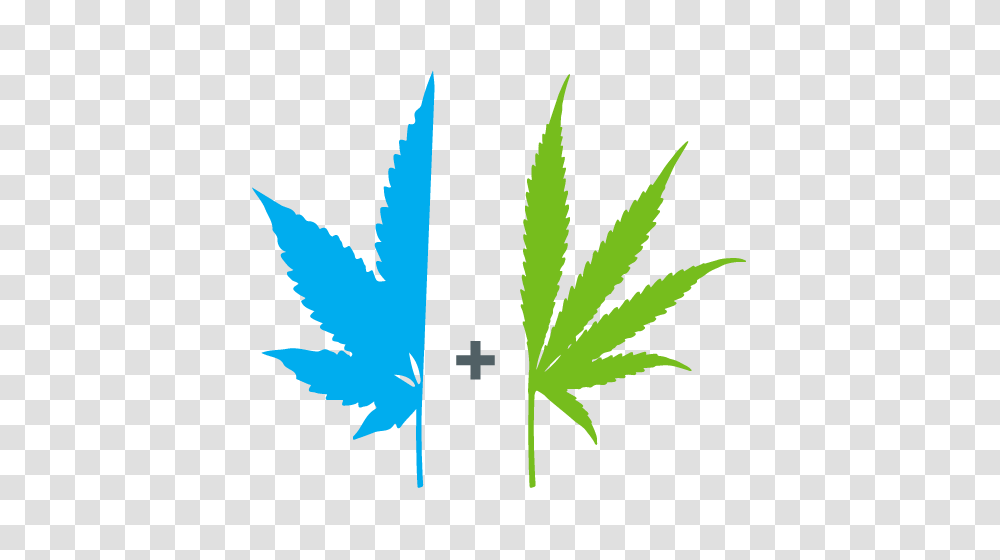 Guide To Cannabis Plants, Leaf, Weed, Hemp Transparent Png
