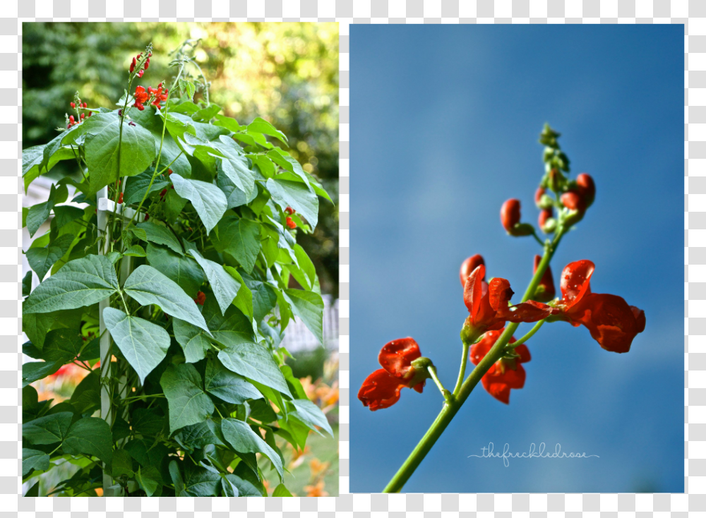 Guide To Growing Scarlet Runner Beans, Plant, Flower, Collage, Poster Transparent Png
