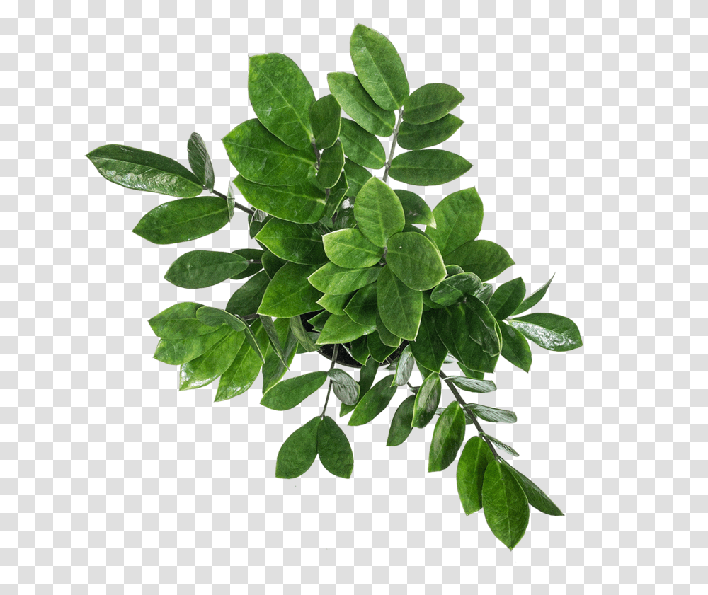 Guide To Zz Plant Care Planterina Planterina Plant From Above, Leaf, Potted Plant, Vase, Jar Transparent Png